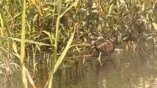 Marouette ponctu&eacute;e - Spotted Crake - Porzana porzana