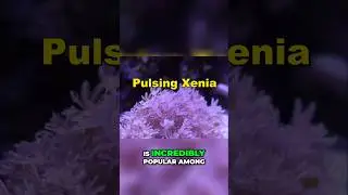 Top 5 Pulsing Xenia Coral Tips for Reef Tanks