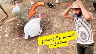 #يوميات_الدجاج 🐓واخيرا اميره كركت + شلت الفراخ عن امهن🐣 الفسيفس زاوج الوزه المصريه🦆😱