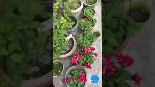 @garden @naturelove @flower @pituniagardening @gogreen
