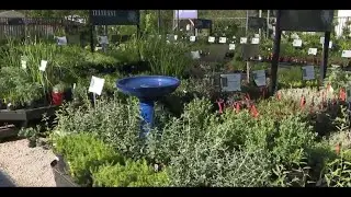 Tips to care for Houston-friendly plants