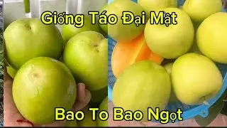 Chuyên Cung Cấp Giống Cây Táo Đại Mật F1 Khắp Cả Nước Uy Tín