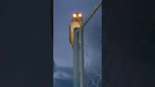 Gr&aacute;n ave Nictibio grande y su sonido particular