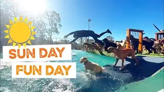 Mood Boosting Video of Dogs in Swimming Pool on Sunny Day | The Farm