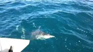 2.5 metre shark fishing on a 4 metre boat