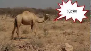 Hump Day? - Royalty Free Massage Therapy Video #262