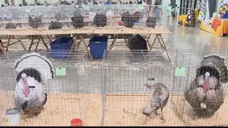 State poultry show kicks off at the Georgia National Fairgrounds in Perry
