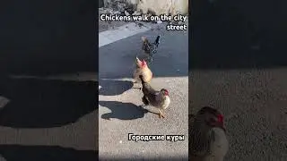 Chickens walk on the city street. Haifa . Israel . Куры гуляют на улице в городе Хайфа , Израиль
