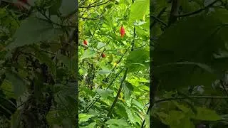 🕊️#birdslife#dirdslover#nature#youtubeshorts#love#viral#tranding#greenery#wildlife#naturalbeauty