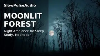 Moonlit Forest at Night Ambient Soundscape for Focus and Sleep