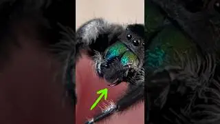 The Most Vivid Spider Colors!