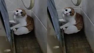 Lucu bikin Tercengang! kucing Pintar sandiwara bisa Memelas sampai Nangis ga mau mandi/Kompilasi