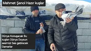 Mehmet Şenol Hazir uçar oynar 25 30 metre ve Bol seferli Efsaneler Çarsama akşami  saat 21:00 mezata