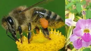 Honeybee Nectar Collection process