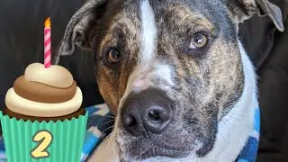 Gingerbread Dog House and Murray's Birthday | VLOGMAS 2019