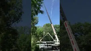 The Tree Service Pros:  Storm Damage Cleanup & Tree Removal