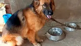 Звуки лая агрессивной собаки, видео с лаем немецкой овчарки.
