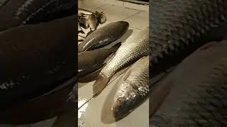 Sunday fish market Assam