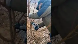 Professional peach tree pruning #satisfying #pruning #gardening #shorts