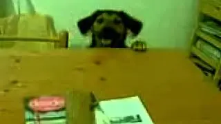 Ugo cane simpatico