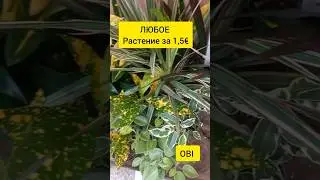 ЛЮБОЕ растение по 1,5 &euro; | ОБИ
