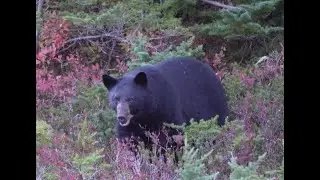 Black Bears Foraging in Olympic National Park