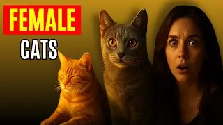 8 unique secret habits of FEMALE cats that reveal shocking spiritual meaning