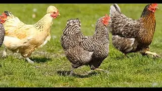 Complete Business Plan For Raising 100 Sasso Chicken | Smart Agri Hub