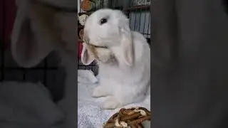 Cute Baby Bunny Washing Her Face #shorts