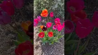 Colorful Tulips 💐 #tulip #flowers #garden #nature #spring #viralvideo