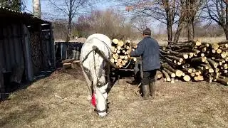 Звозимо дрова до дому.