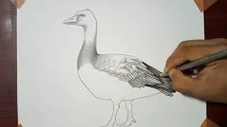 How to Draw Snow Geese in Graphite | Snow Geese / Goose drawing