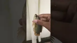 Karoop fish🦈🦈🦈🐠🐠