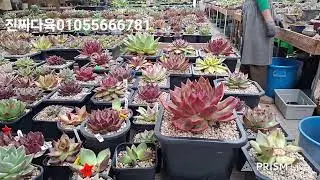 진짜다육 라이브 방송