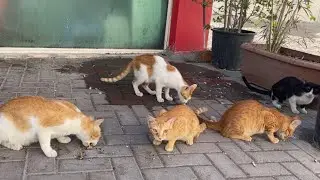 Very cute cats eating together |See happy cats