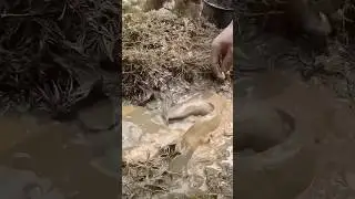 Unique mud cat 🐟.       #mud  #mudfish #catfish #shots