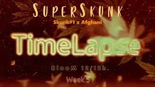 ss tl 10 week 5 bloom
