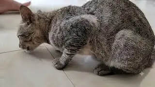 Cat foraging activities