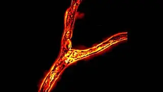 Video of nutrient flows showing bi-directional movement inside the network of mycorrhizal fungus