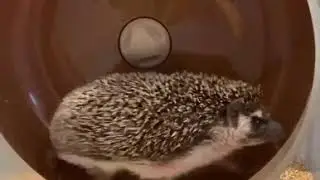 Enchanting Pets Wheel