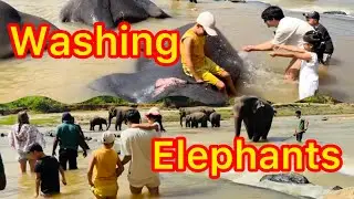 We Bathed Elephants in Pinnawala! Family Travel in 🇱🇰  در پیناوَلا فیل‌ها را شستیم| سفر با خانواده