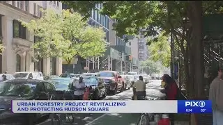 Urban forestry project revitalizing, protecting Manhattan's Hudson Square neighborhood
