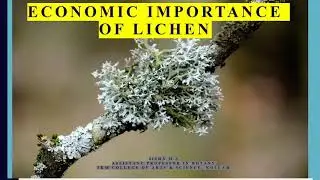 Economic importance of lichen