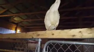 Introducing another rescue story - Henney the Chicken