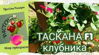 Тоскана F1 Клубника. Мускантус  зебринус китайский.