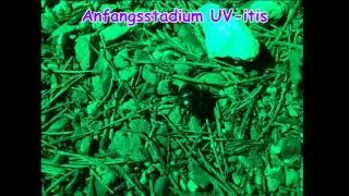 GC65JAM ~ UV-itis (Nightcache) ~Trailer