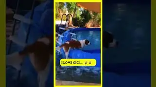 Is Gigi Worth Loving? #cuteandfunnypets #funnypetmoments #comicaldog #funny