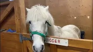 Newfoundland Pony Sanctuary & The Horses
