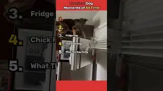 Ranking Funniest Dog Moments of All Time #shorts #ranking #dogs #funny