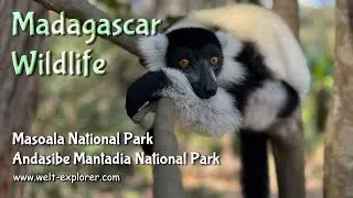 Madagaskar Wildlife: Tierwelt im Masoala und Andasibe Mantadia Nationalpark